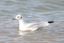 Mouette rieuse