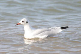 Mouette rieuse