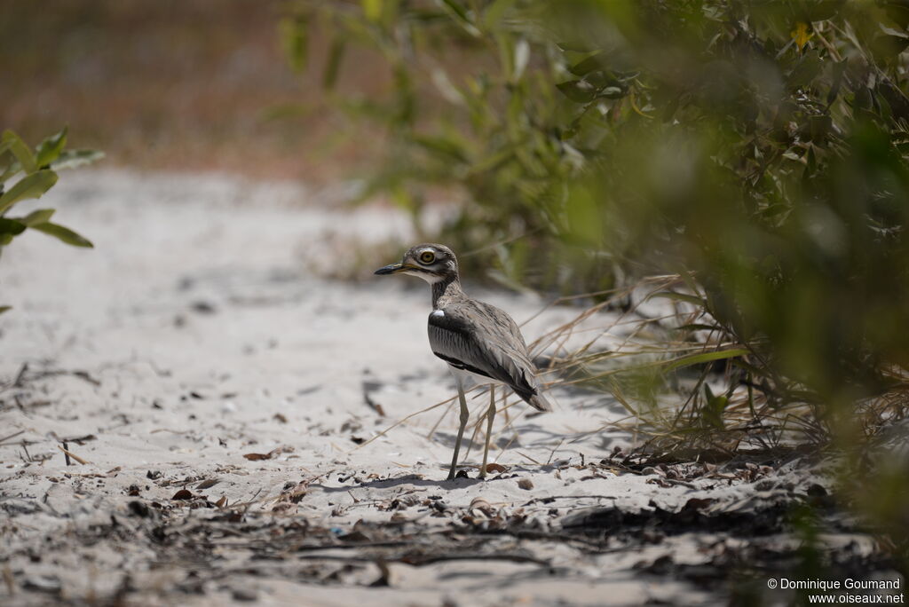 Senegal Thick-kneeadult