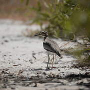 Senegal Thick-knee