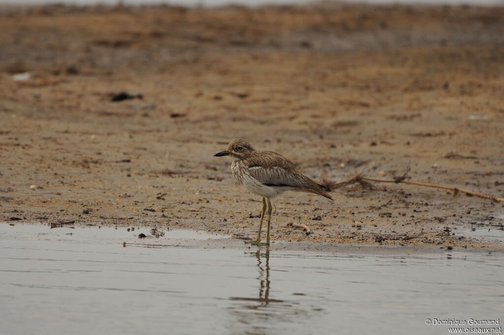 Water Thick-knee