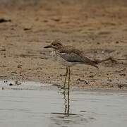 Water Thick-knee