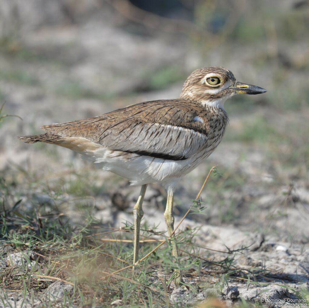 Water Thick-knee