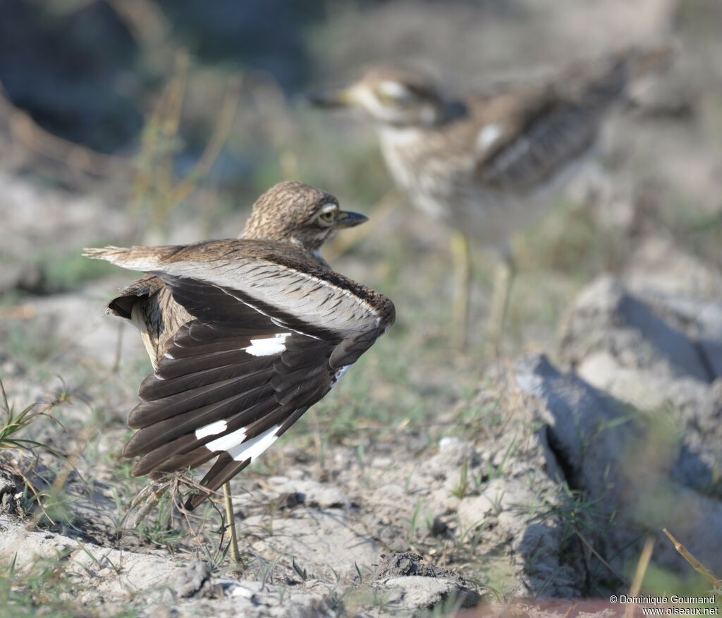 Water Thick-knee