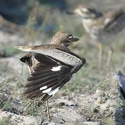 Water Thick-knee