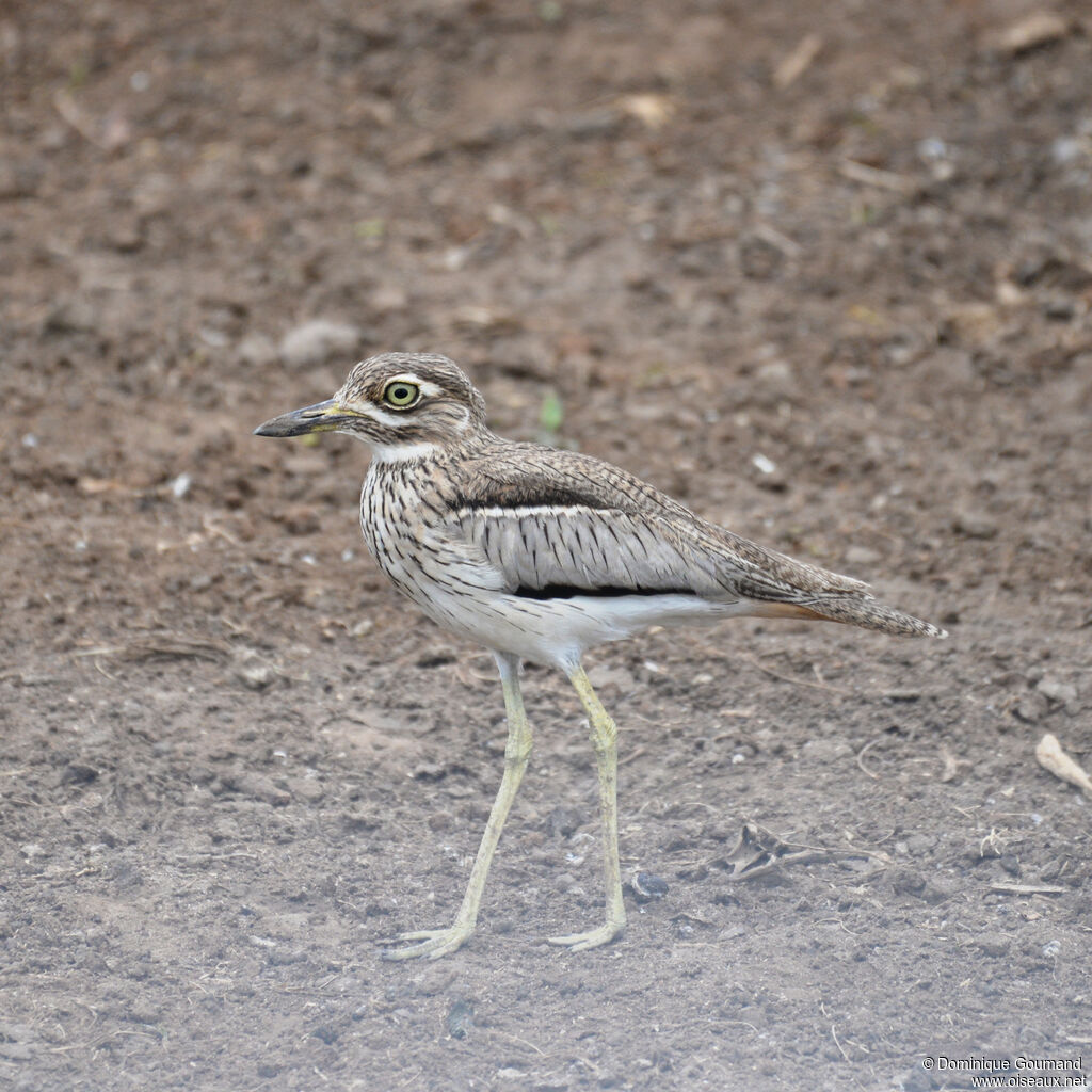 Water Thick-kneeadult, identification, walking