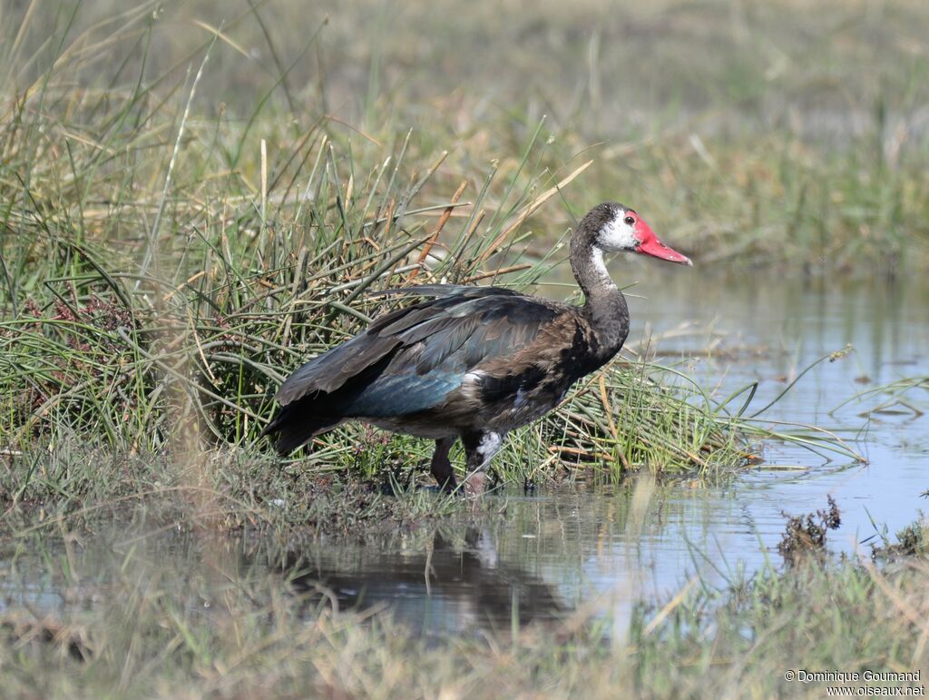 Spur-winged Goose