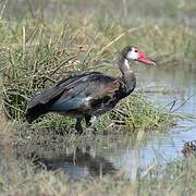 Spur-winged Goose