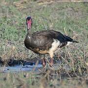 Spur-winged Goose