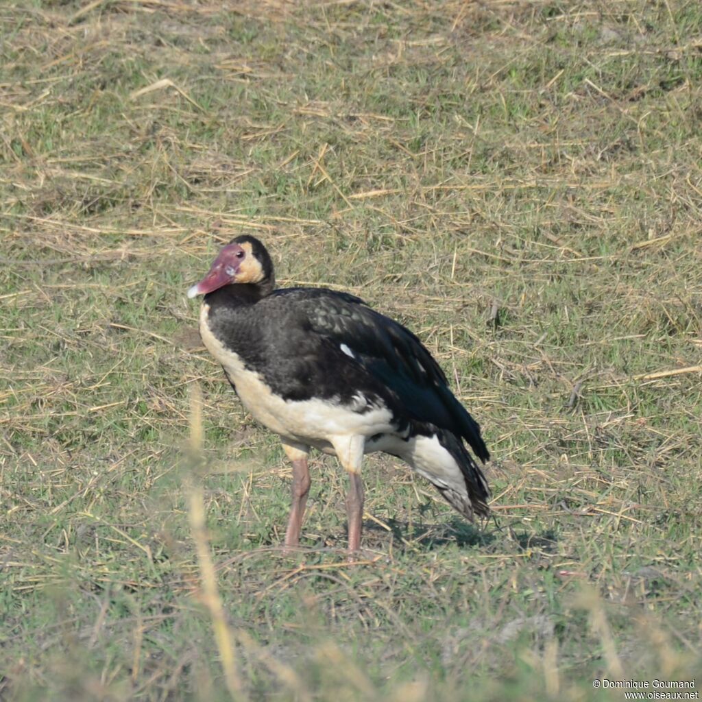 Spur-winged Goose