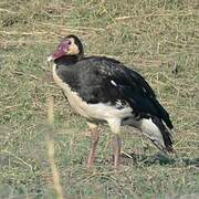 Spur-winged Goose