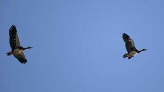 Spur-winged Goose