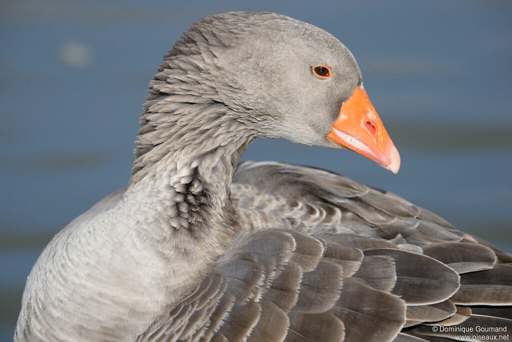 Greylag Goose