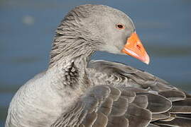 Greylag Goose