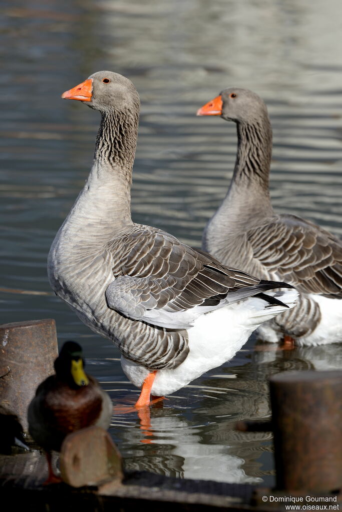 Greylag Goose