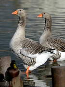 Greylag Goose