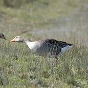 Greylag Goose