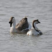 Swan Goose