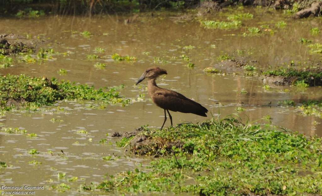 Ombrette africaineadulte, habitat