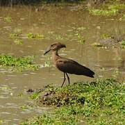 Hamerkop