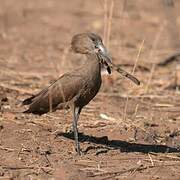 Hamerkop