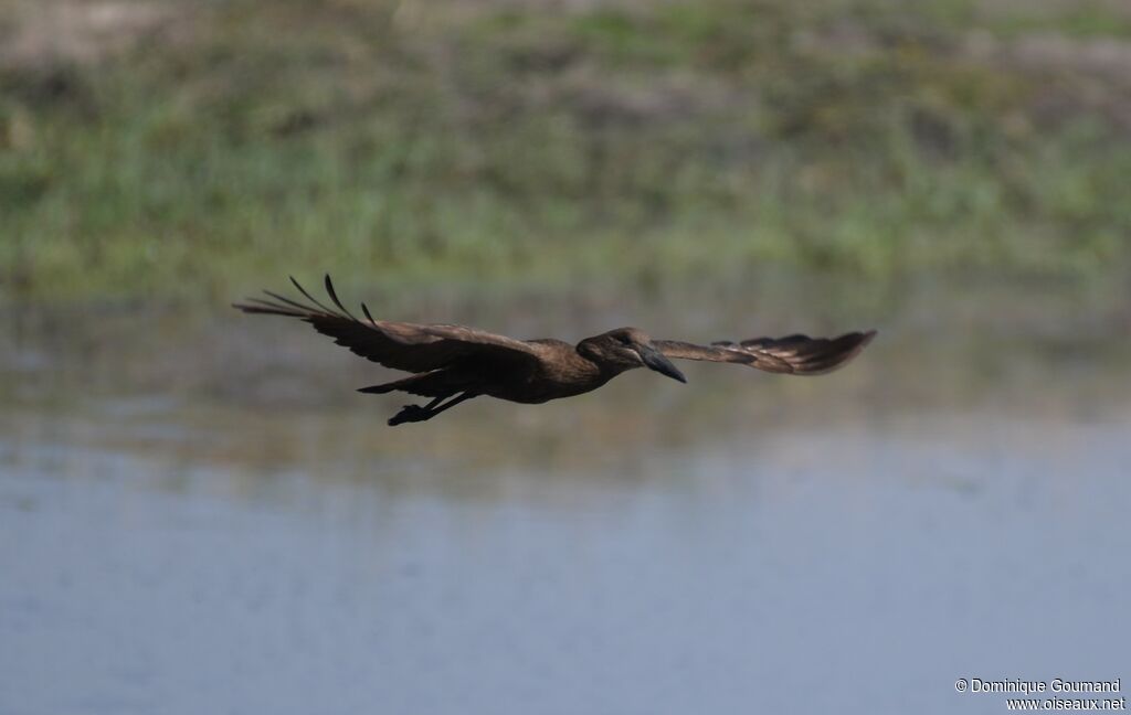 Hamerkop