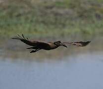 Hamerkop