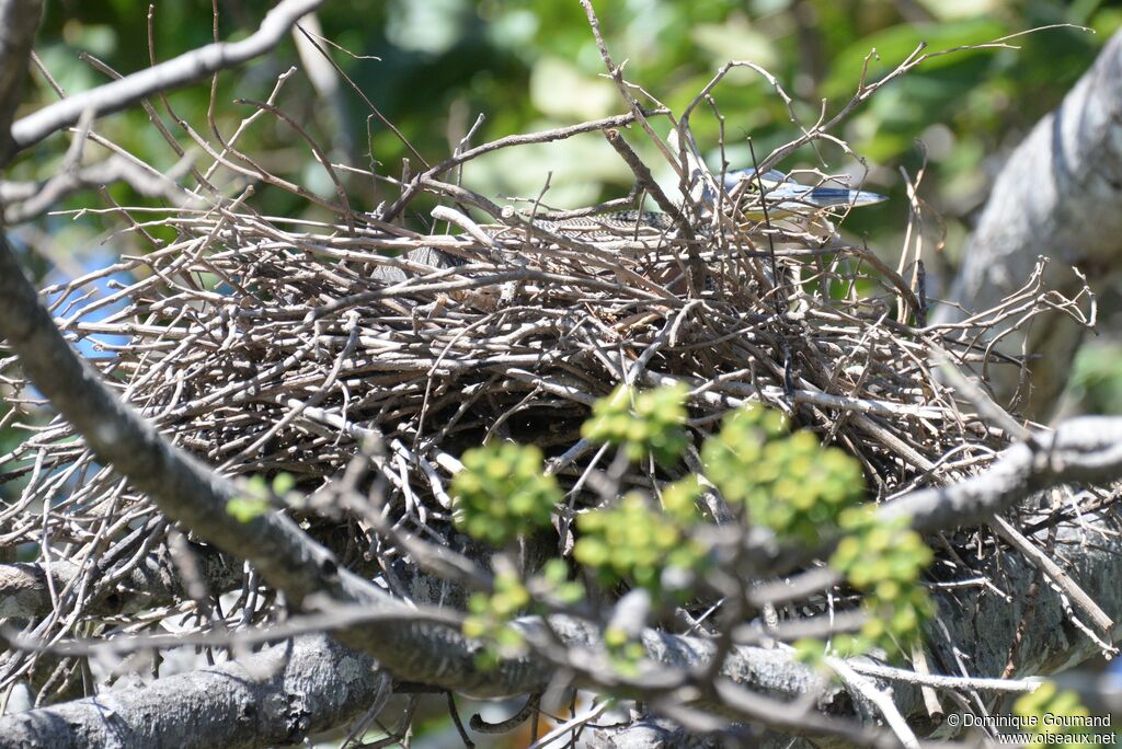 Bare-throated Tiger Heron, habitat