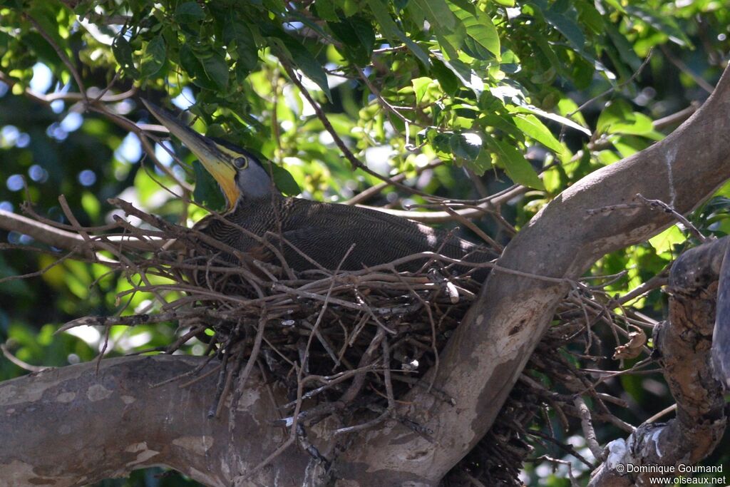 Bare-throated Tiger Heronadult, habitat