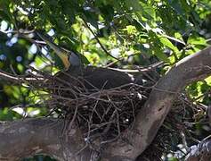 Bare-throated Tiger Heron