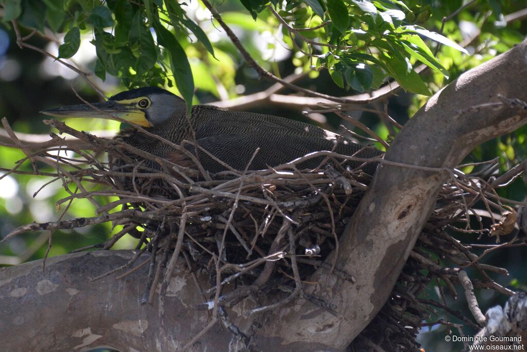 Bare-throated Tiger Heronadult, habitat