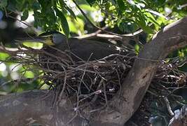 Bare-throated Tiger Heron