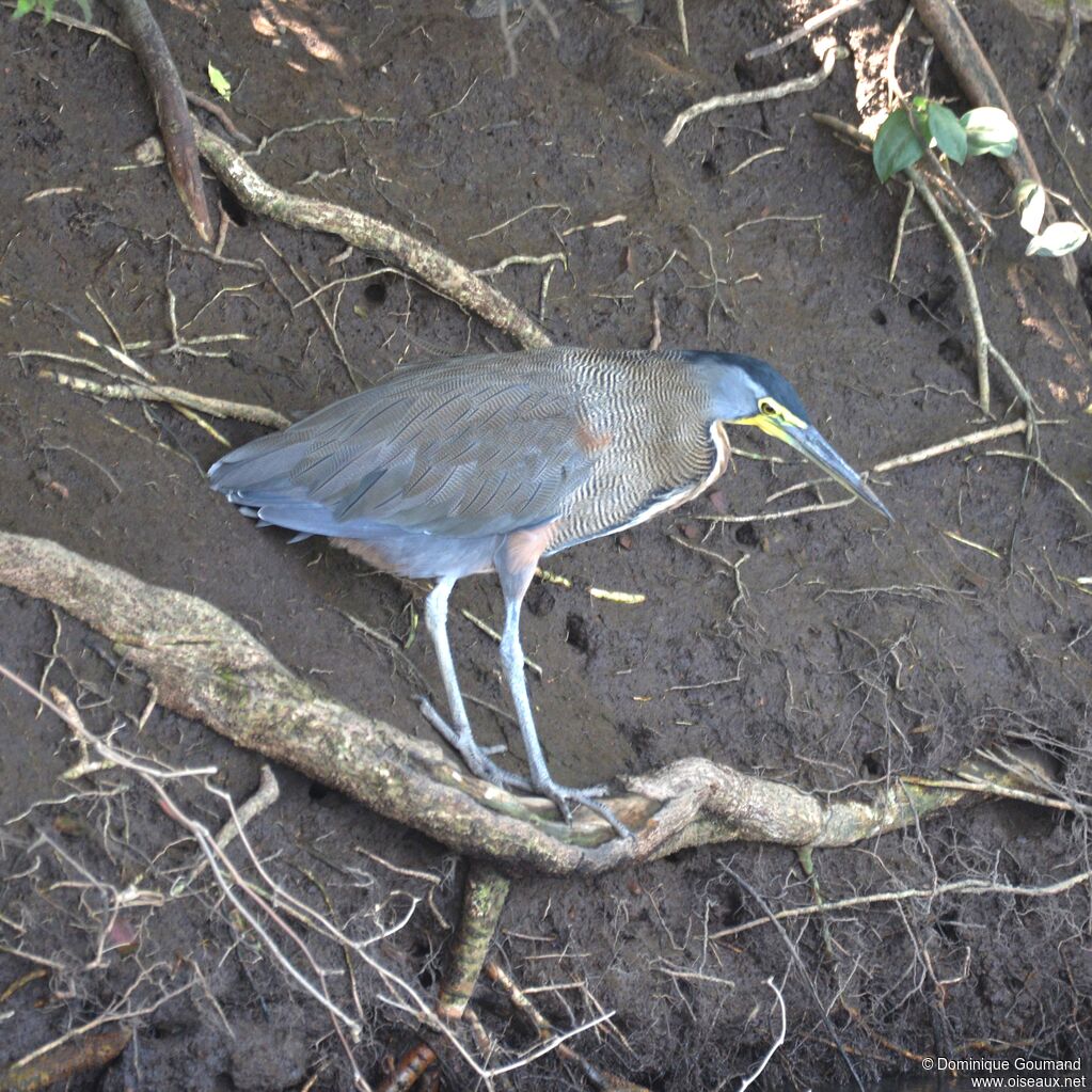 Bare-throated Tiger Heronadult