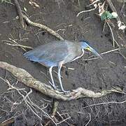 Bare-throated Tiger Heron