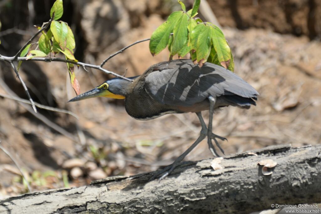 Bare-throated Tiger Heronadult