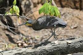 Bare-throated Tiger Heron