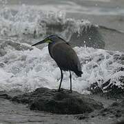 Bare-throated Tiger Heron