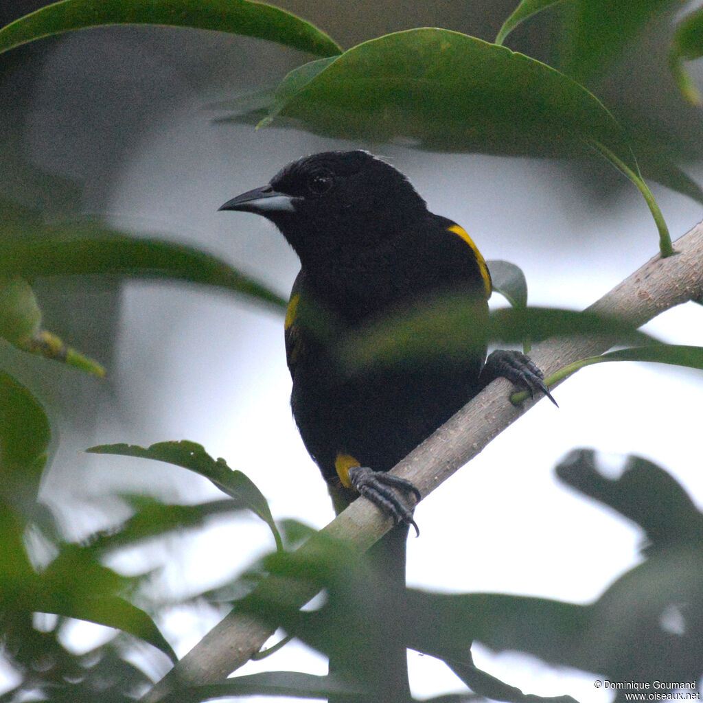 Oriole de Cuba