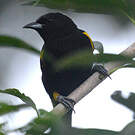 Oriole de Cuba