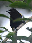 Oriole de Cuba