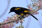 Oriole de Cuba