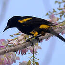 Oriole de Cuba