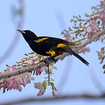 Oriole de Cuba