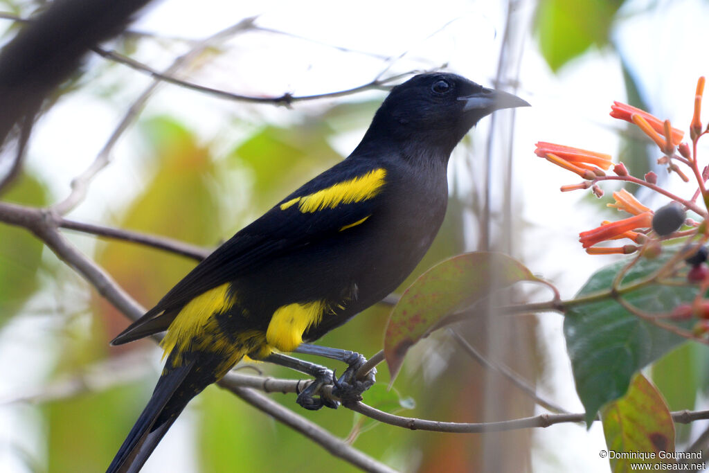 Oriole de Cuba