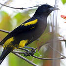 Oriole de Cuba