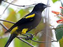 Oriole de Cuba