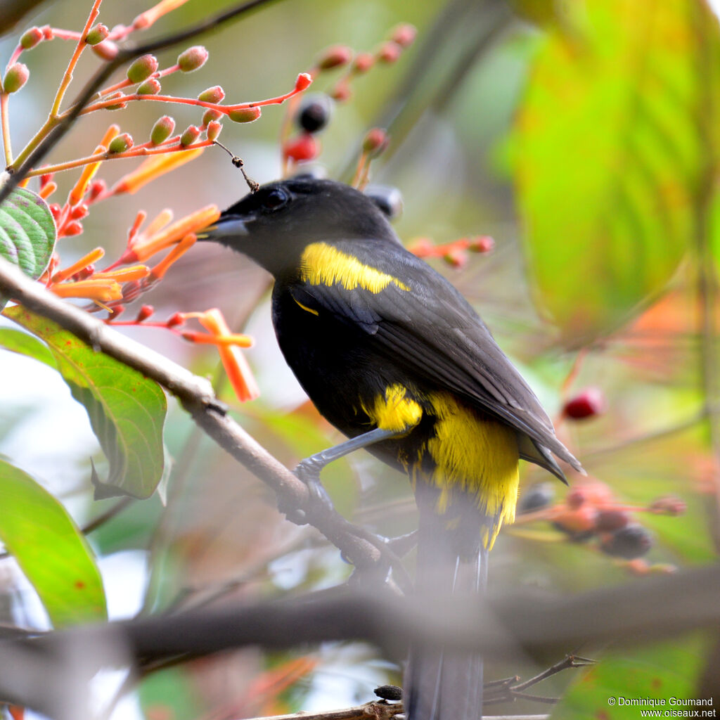 Oriole de Cuba
