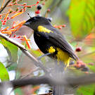 Oriole de Cuba