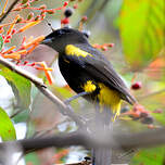 Oriole de Cuba