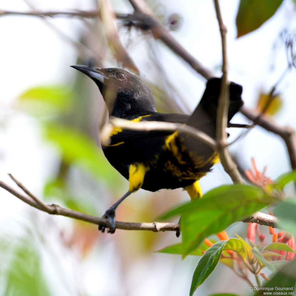 Oriole de Cuba